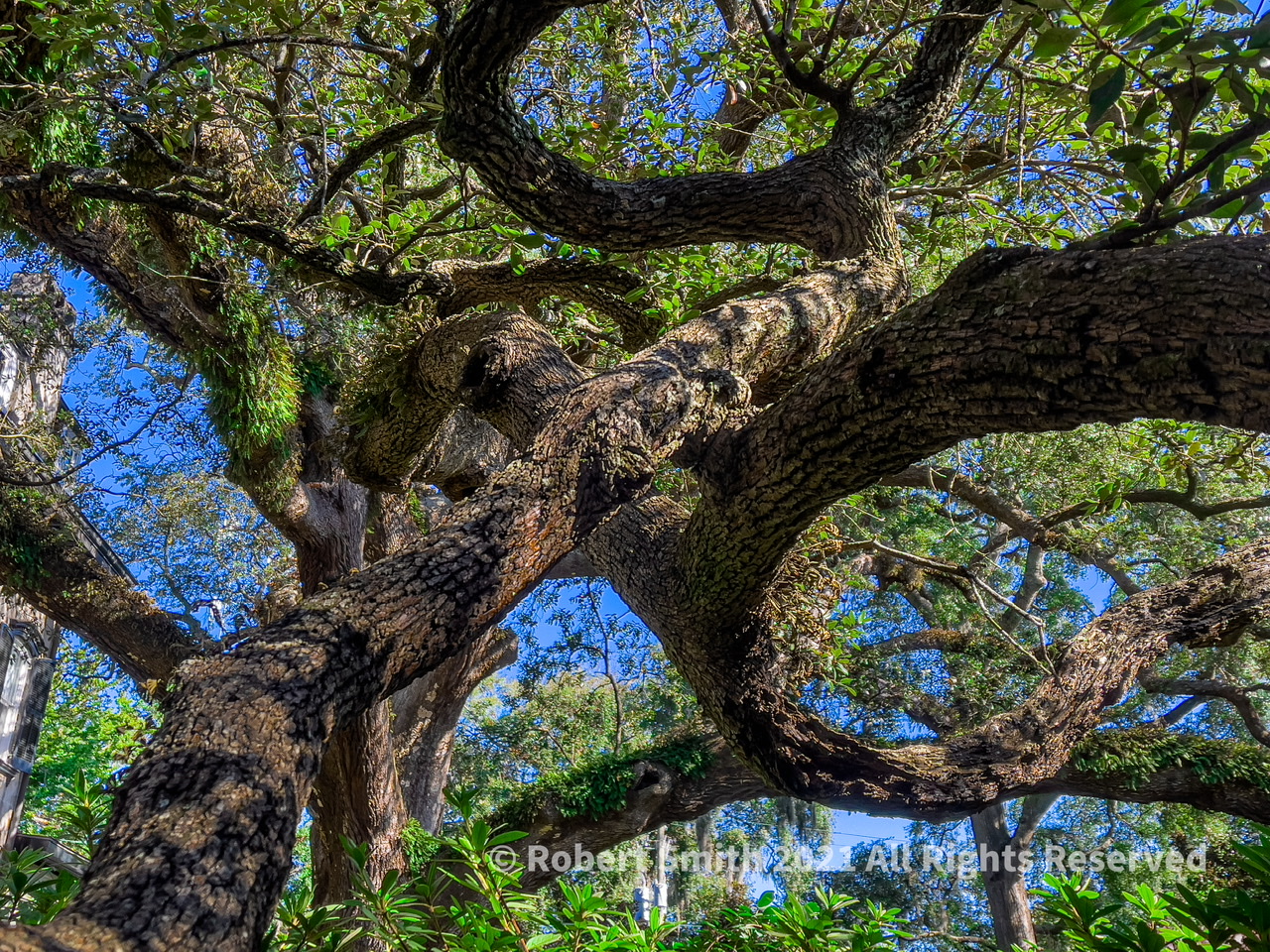 Wordless Wednesday: Live Oak Tree Branches and Resurrection Ferns