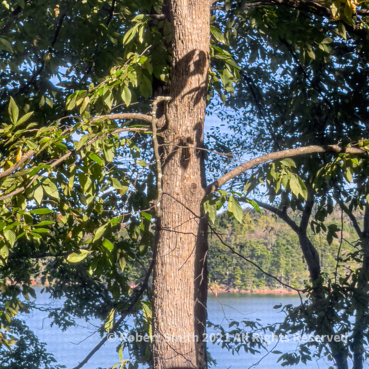 Leaves Cast Shadow in Morning Light