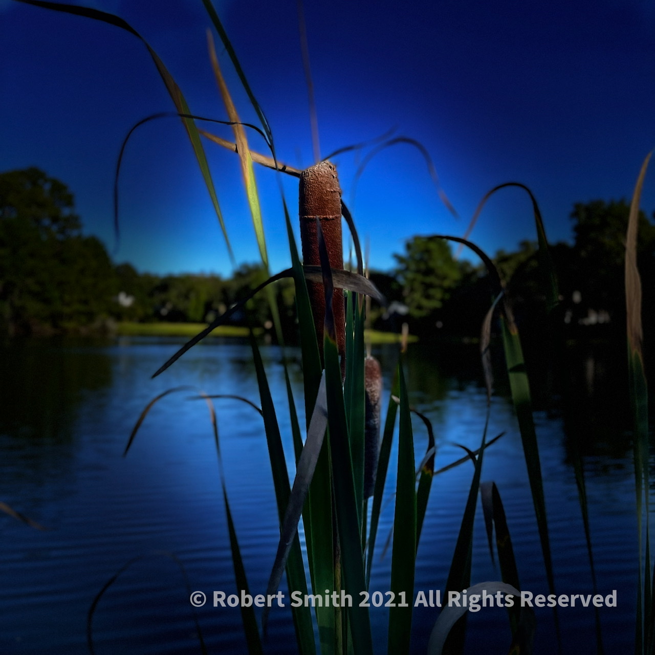 Blue CatTails