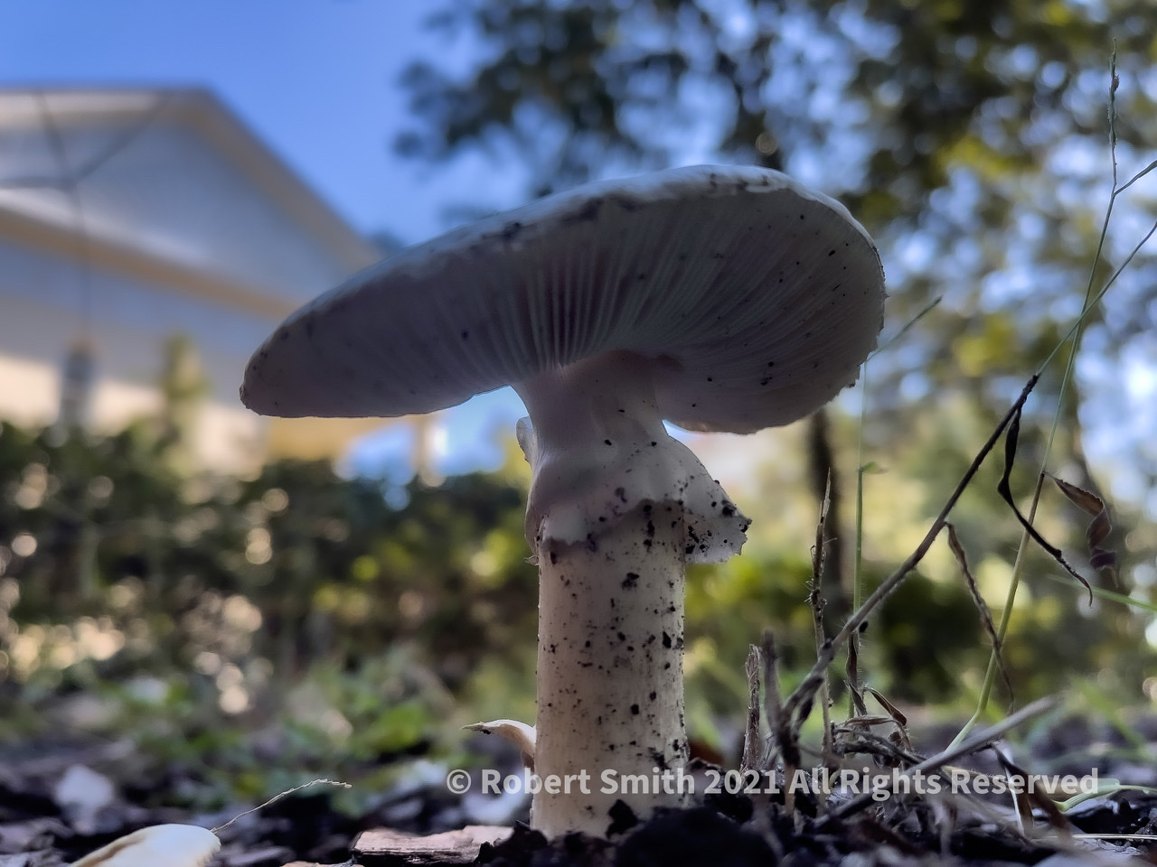 Friday Fungi: Under the Cap