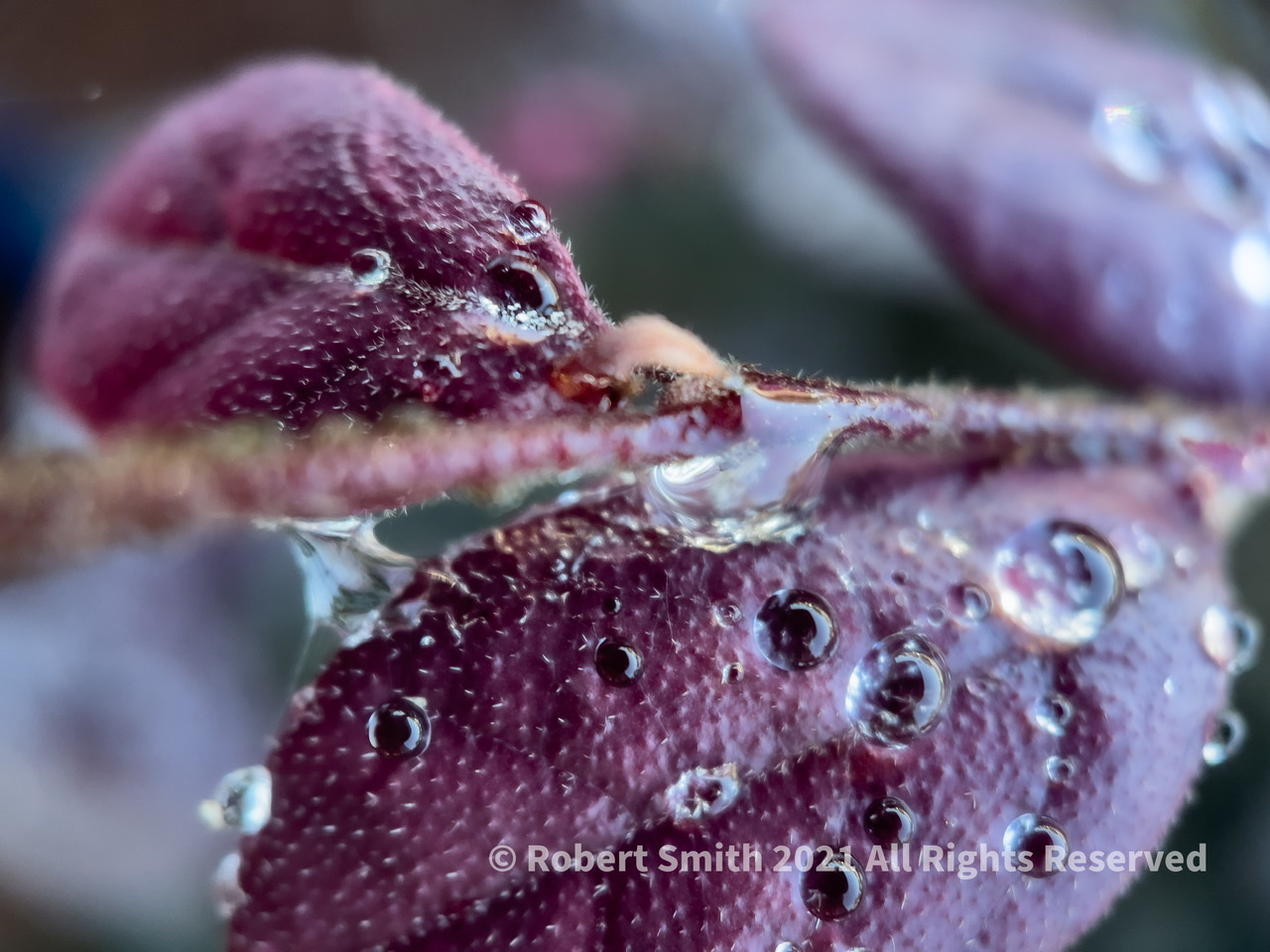 The Moment Macro: Perfect Water Drops