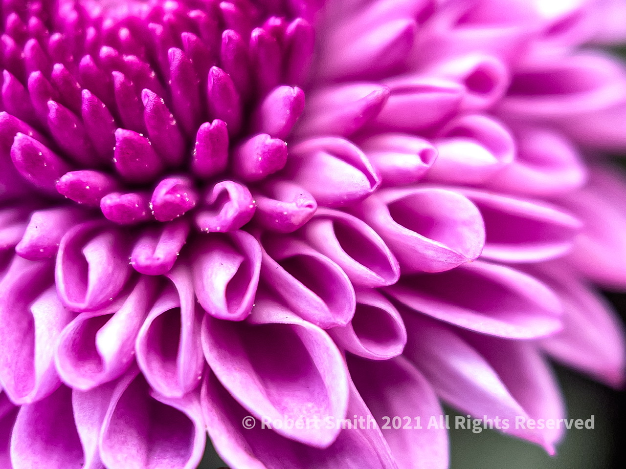 The Moment Macro: Dahlia
