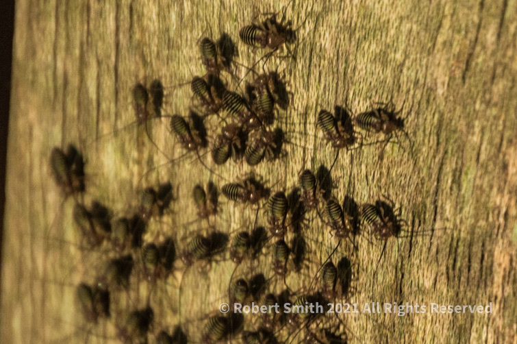 The Macro World: Termites on a Bench #2