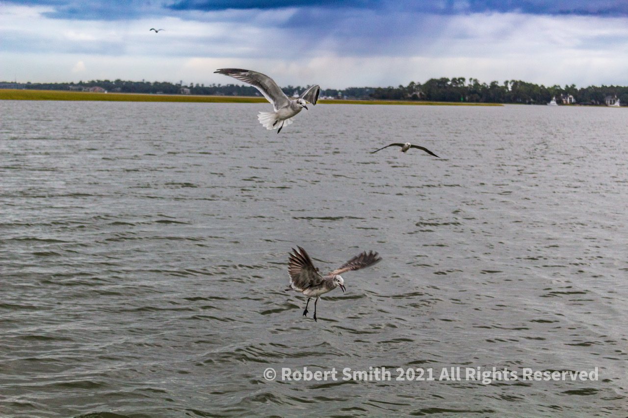 Wordless Wednesday: Waiting for Today’s Catch on Wilmington River