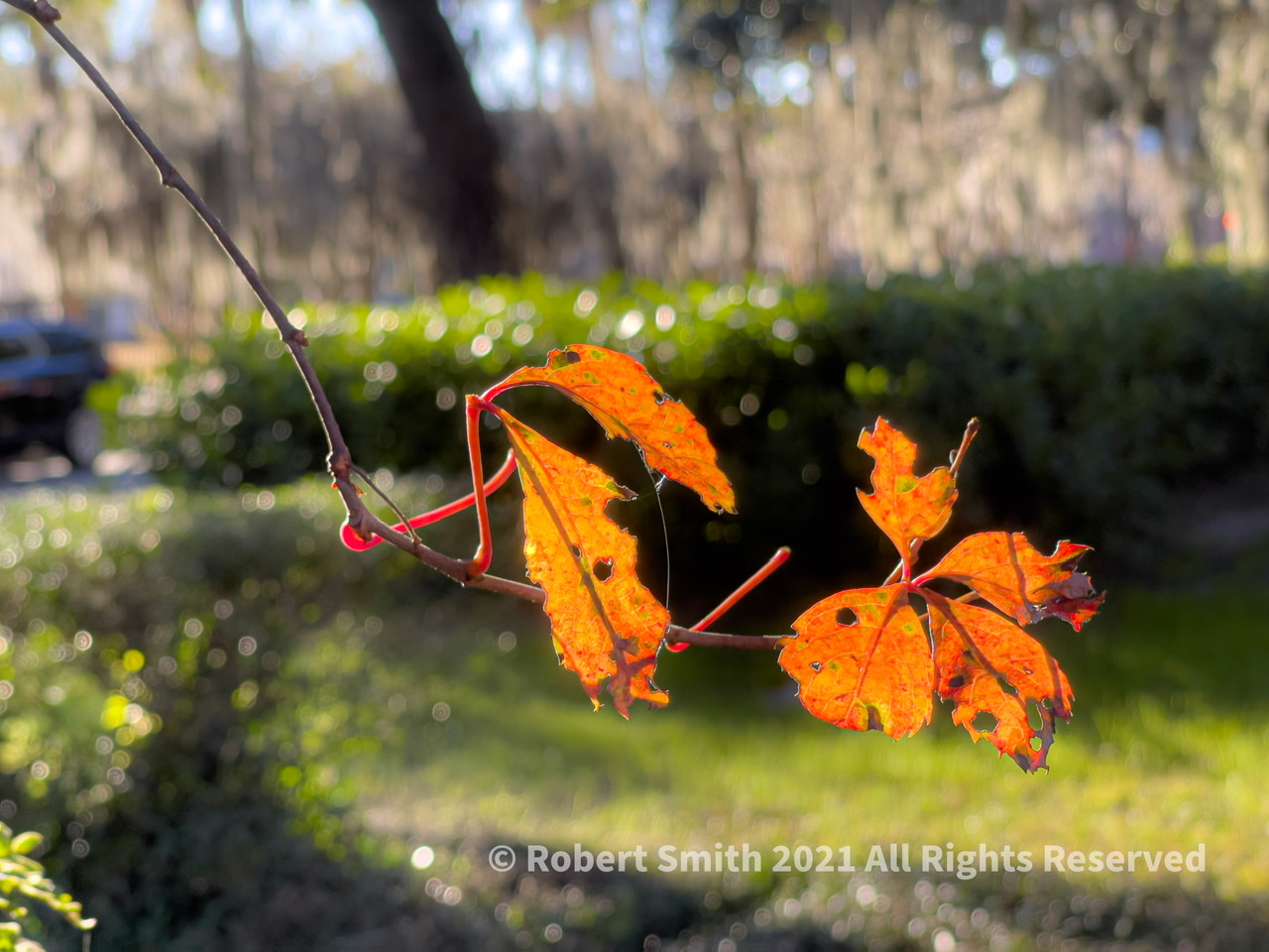 Silent Sunday: Autumn Leaf in the Light
