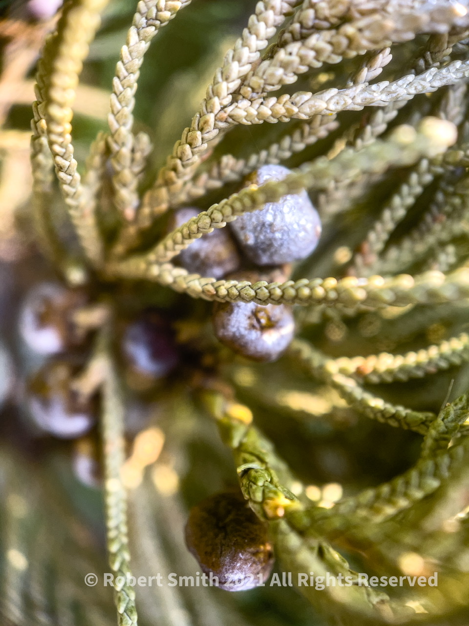 The Moment Macro: See the Berries