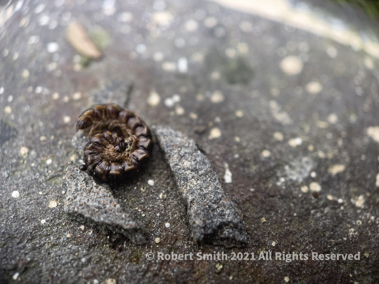 The Moment Macro: Tiny Millipede