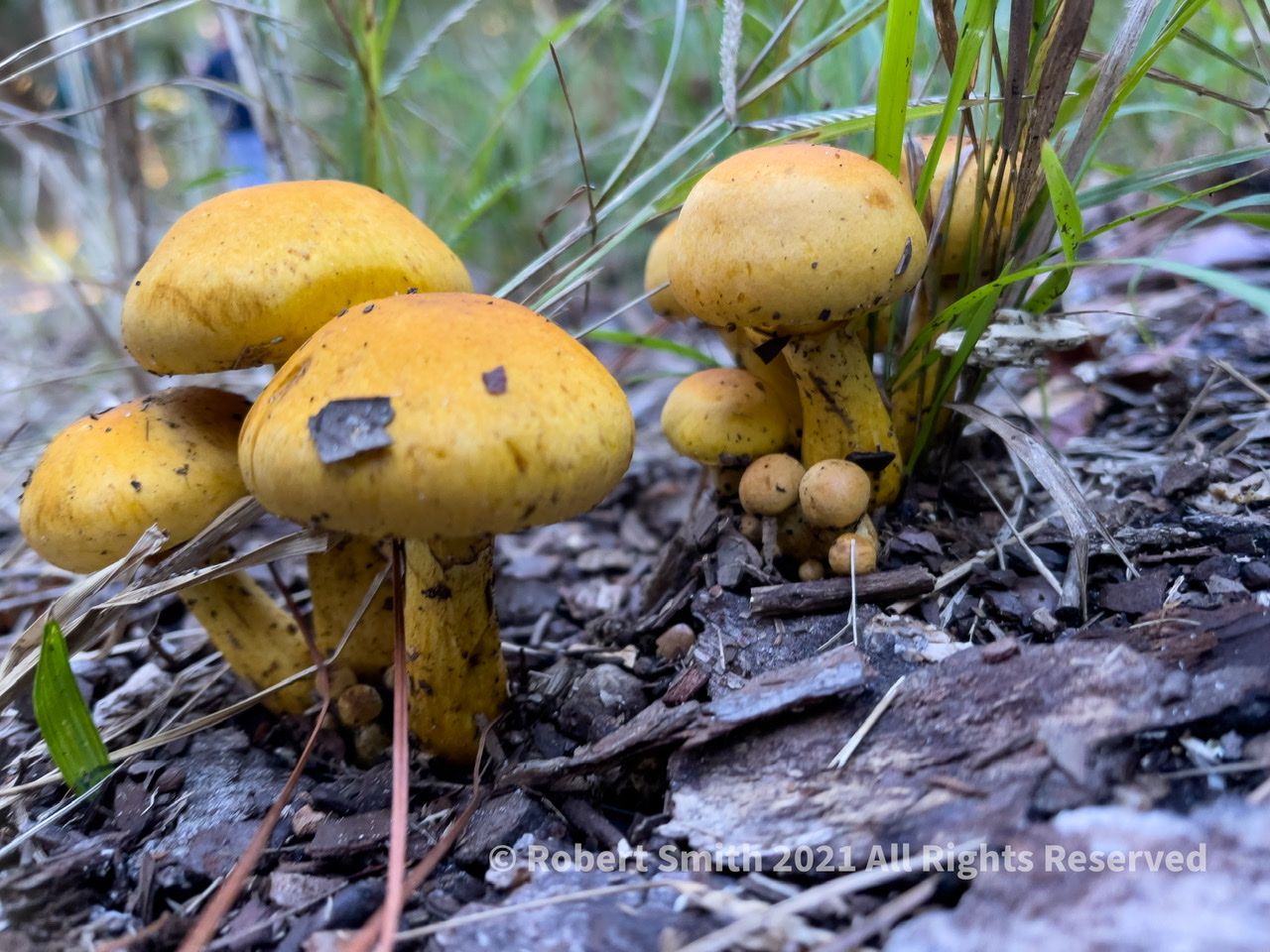 Toadstool Tuesday: Growing Up on the Big Ferry Trail