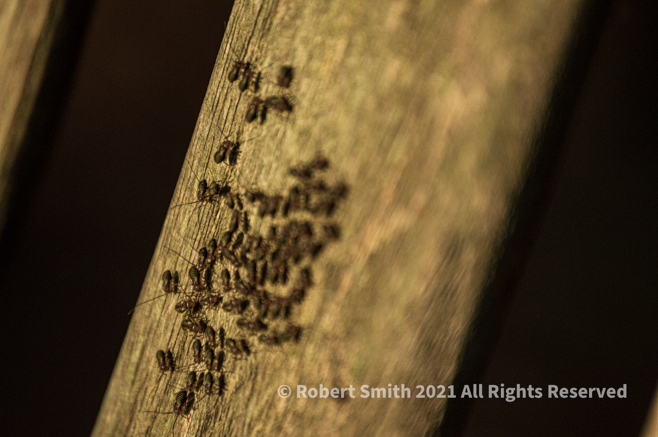 The Macro World: Termites on a Bench #1