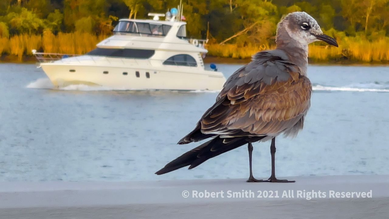 Seagull on Savannah River