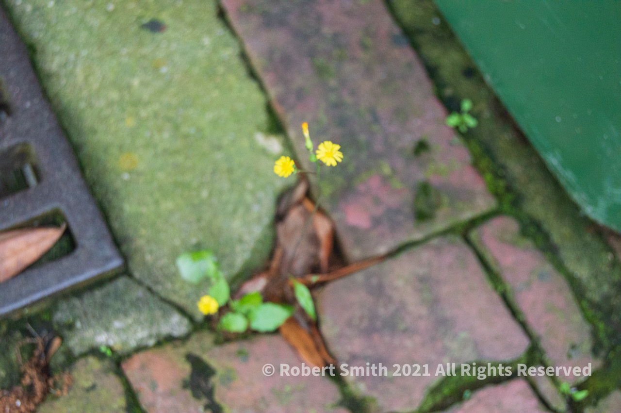 Six Word Saturday: Springing Up From the Cracks, Life!