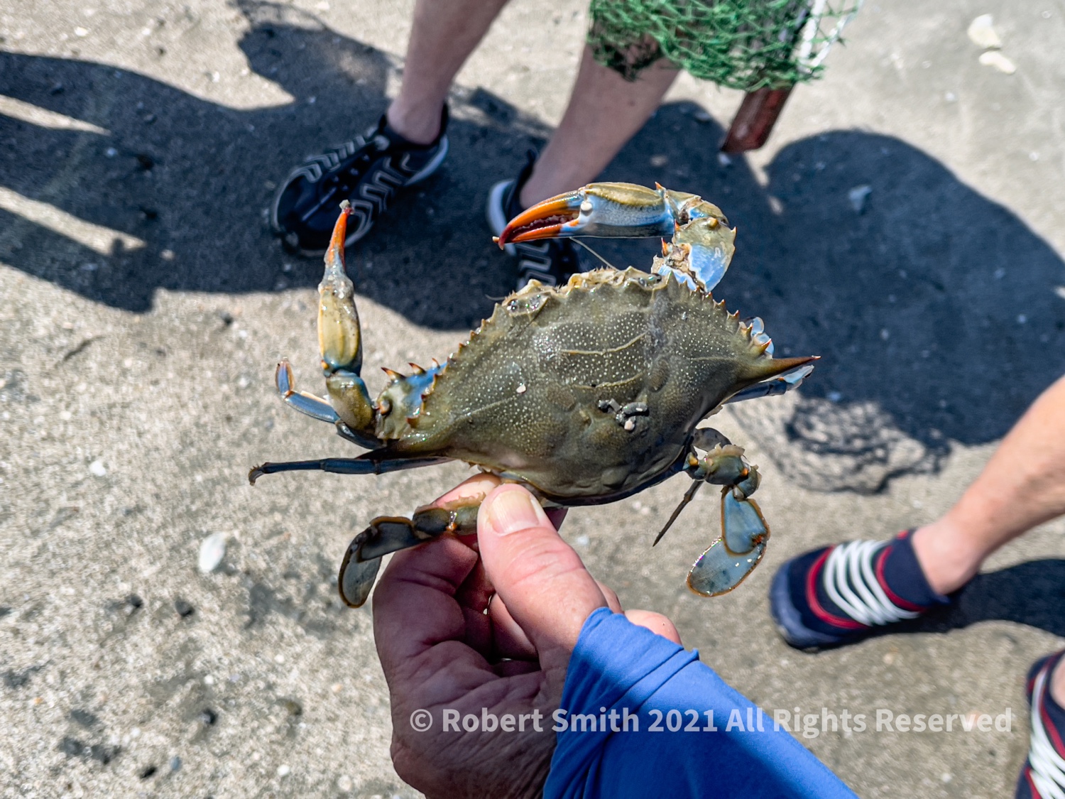 Wildlife: Life in the Water – Blue Crab at Wassaw Island NWR