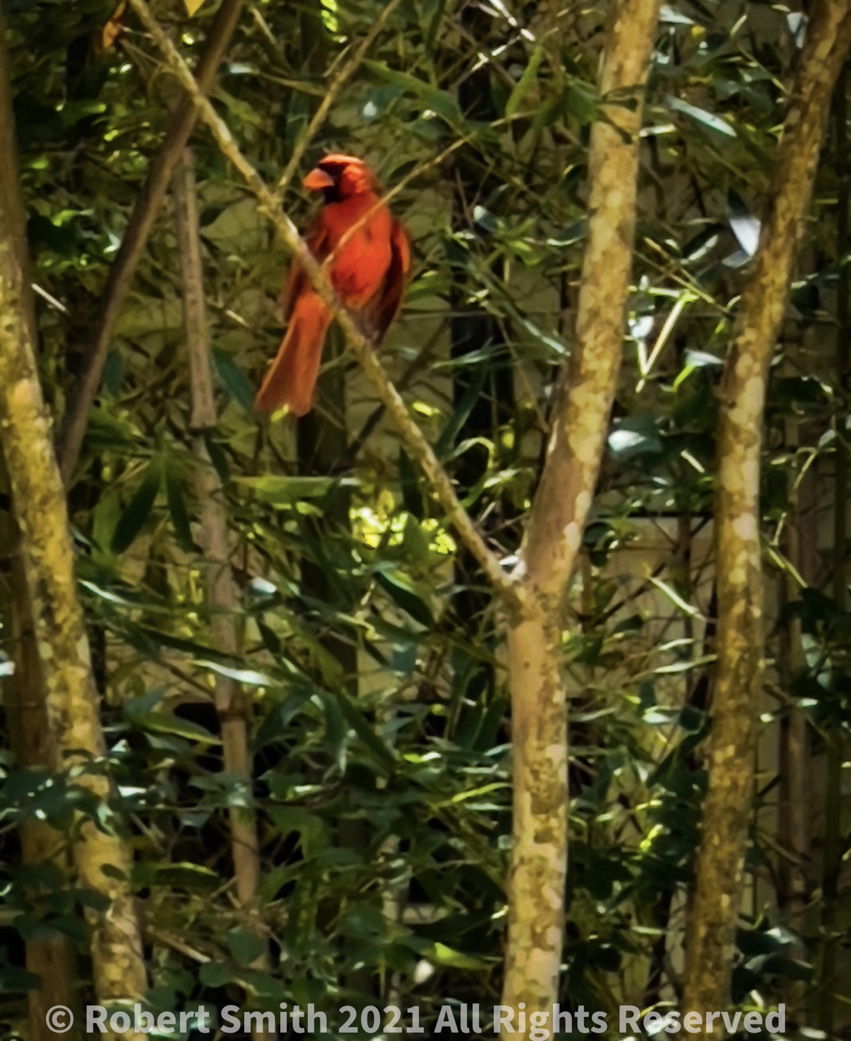 Wildlife: Birds of the Air – Curious Red Bird