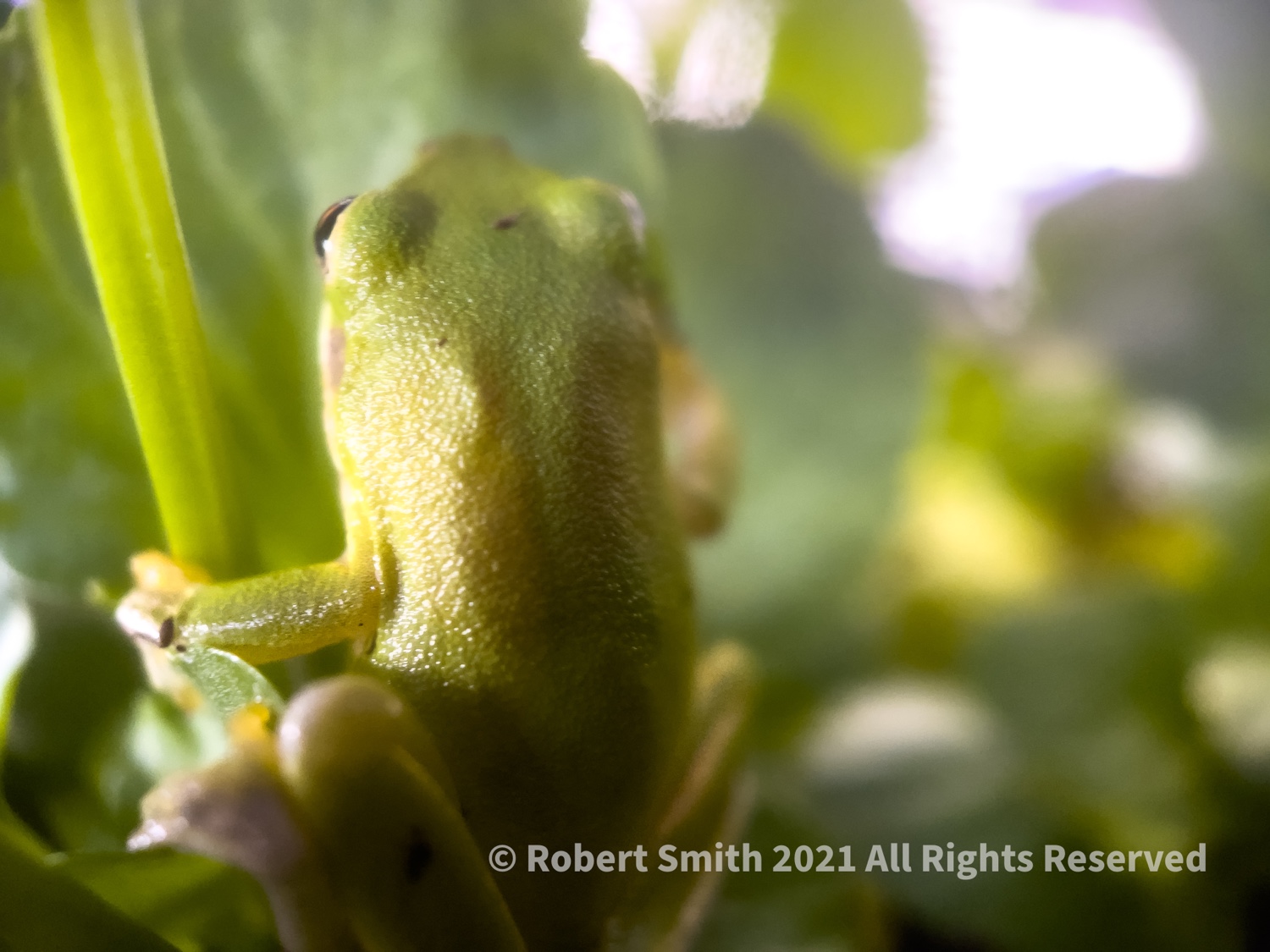 The Moment Macro: Green Frog on Pansies