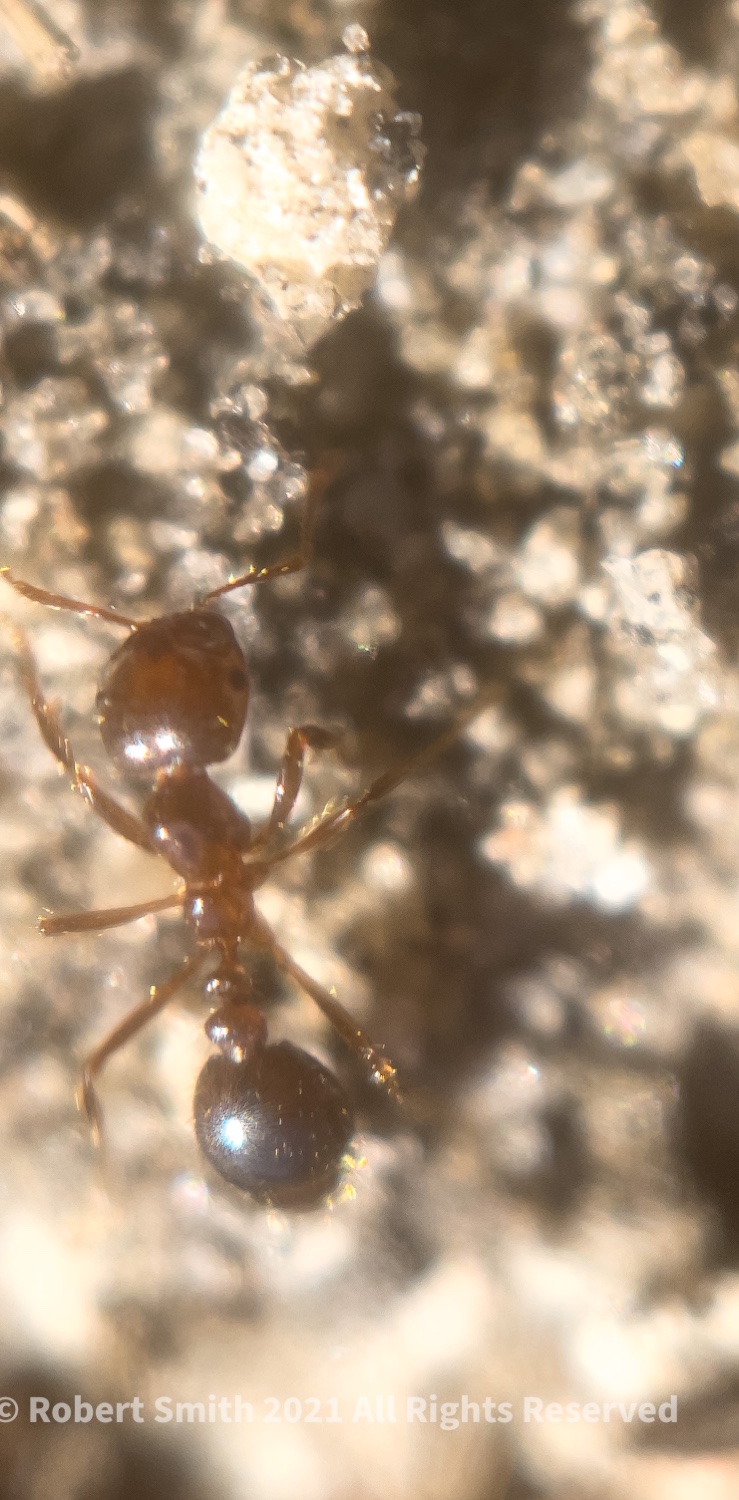 The Moment Macro: An Ant’s Life