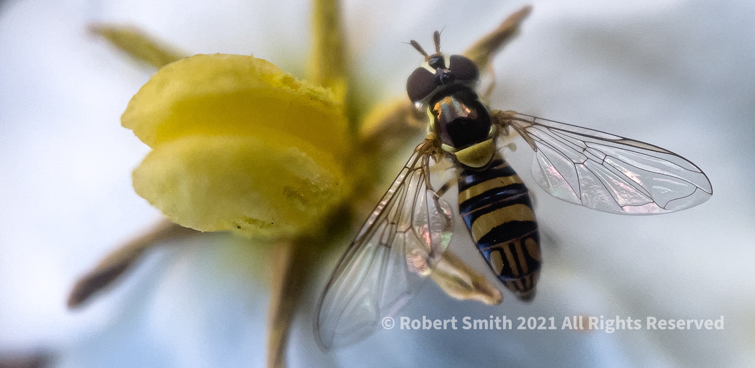 The Moment Macro: Great Pollinators, The Hoverfly on Gardenia