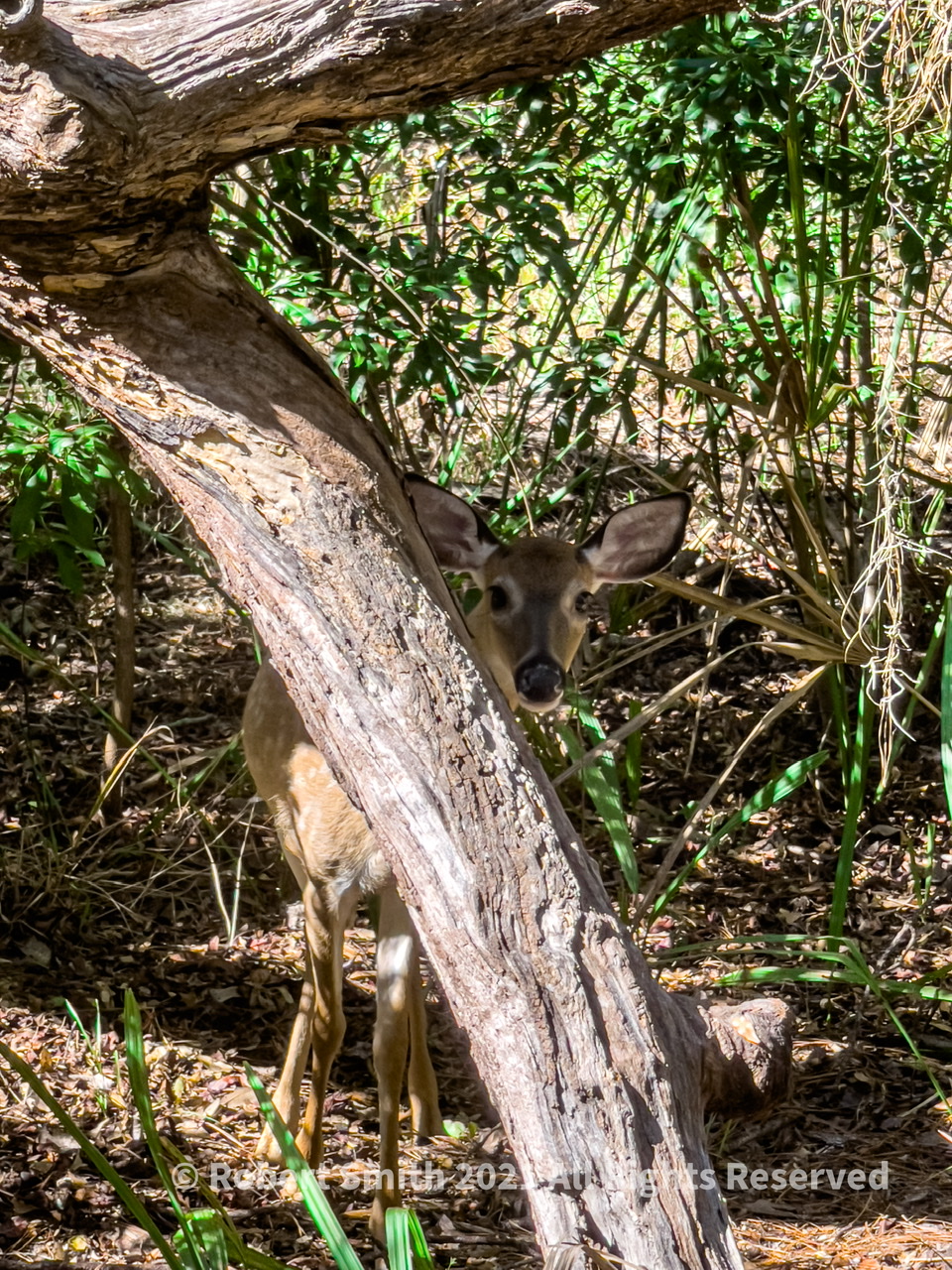 Wildlife: Oh Deer! Bike Riding at Skidaway State Park Sep 26, 2021