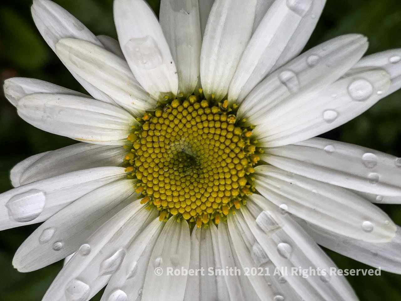 Friday Flowers: Today’s Daisy