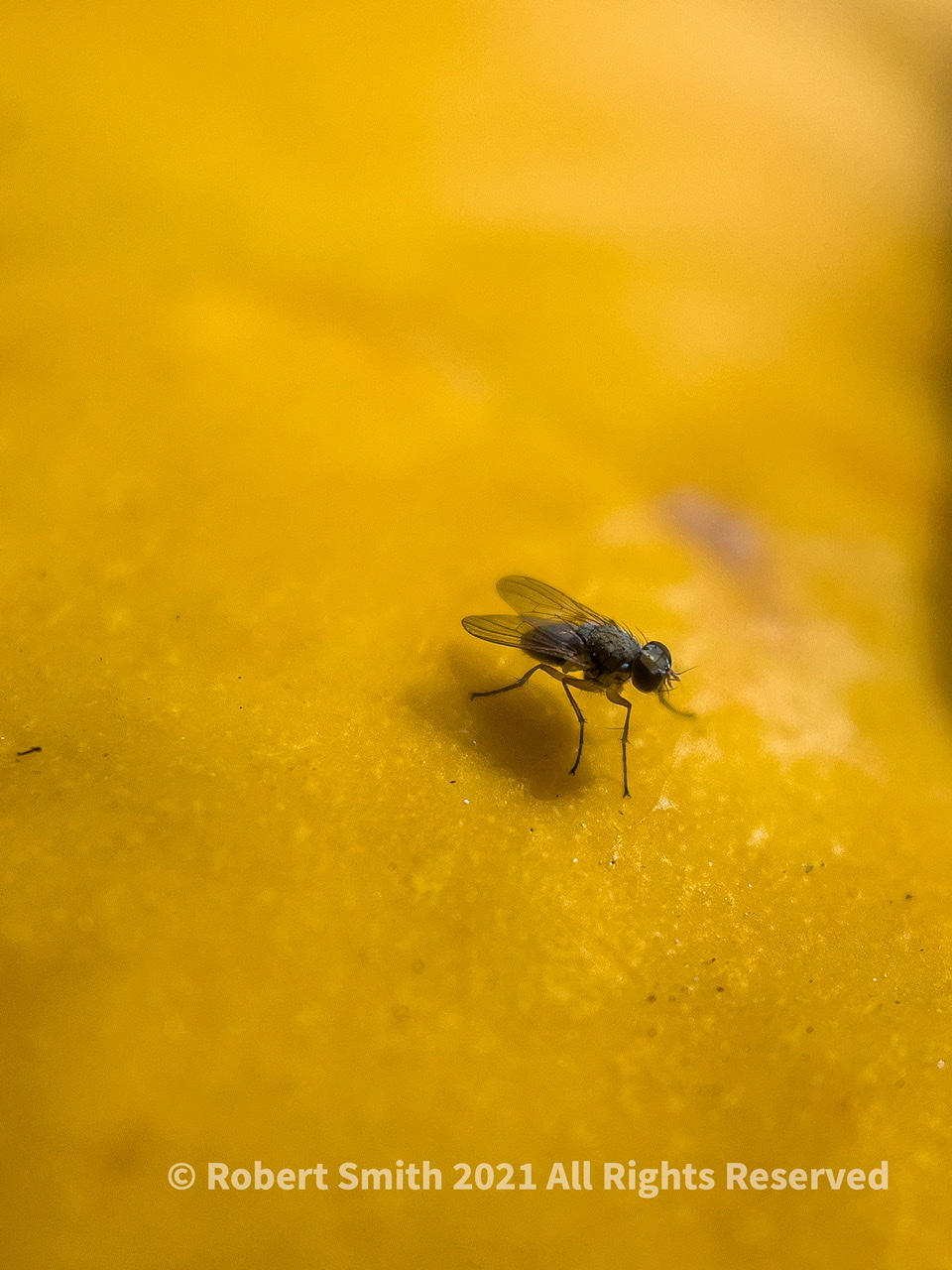 The Moment Macro: Fly on Pumpkin