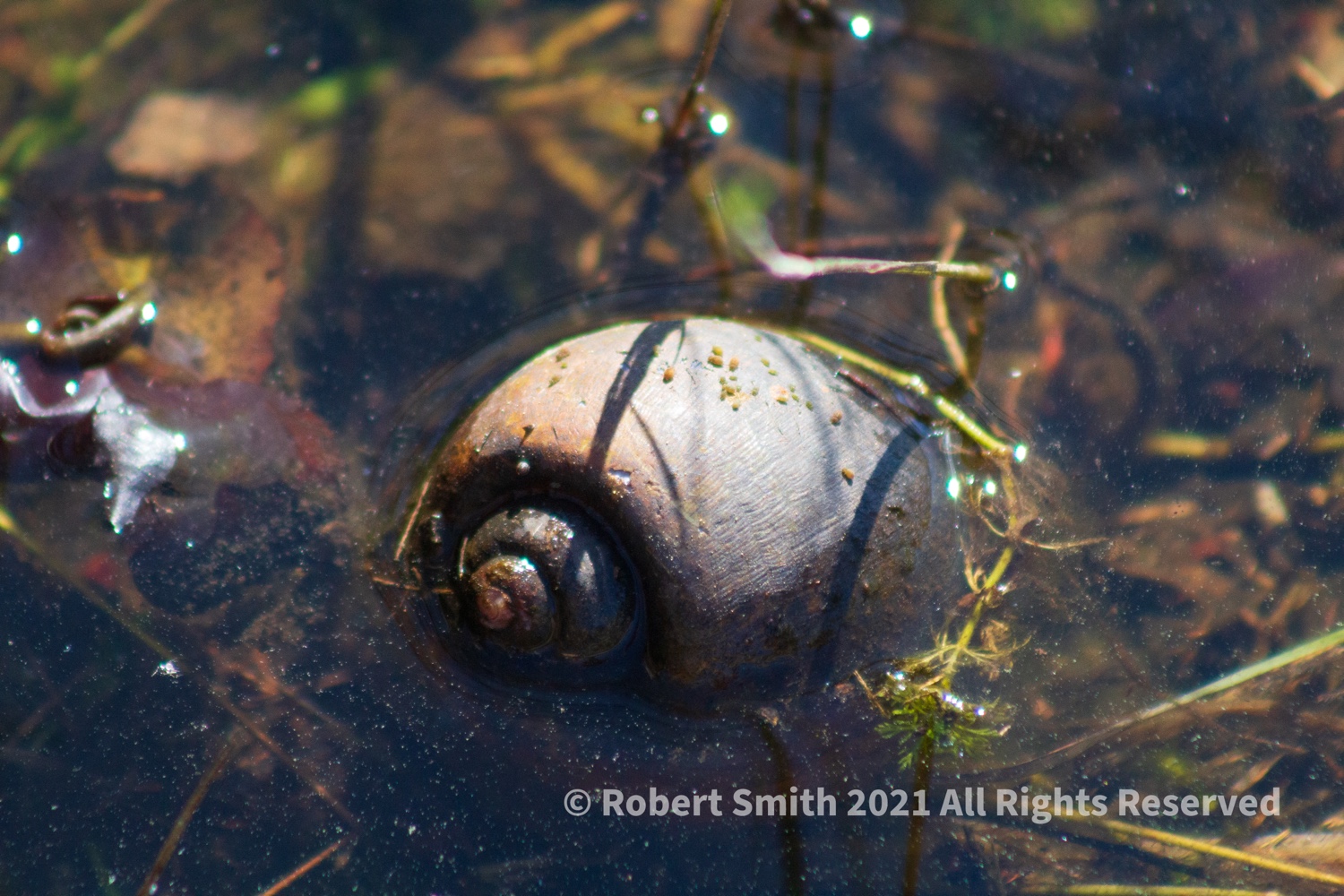 Apple Snail Shells at State Park