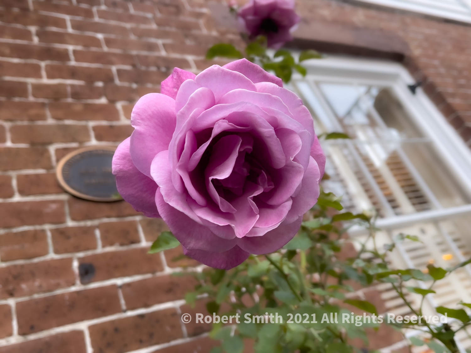 Friday Flowers: Rosa ‘Mainzer Fastnacht’ Rose