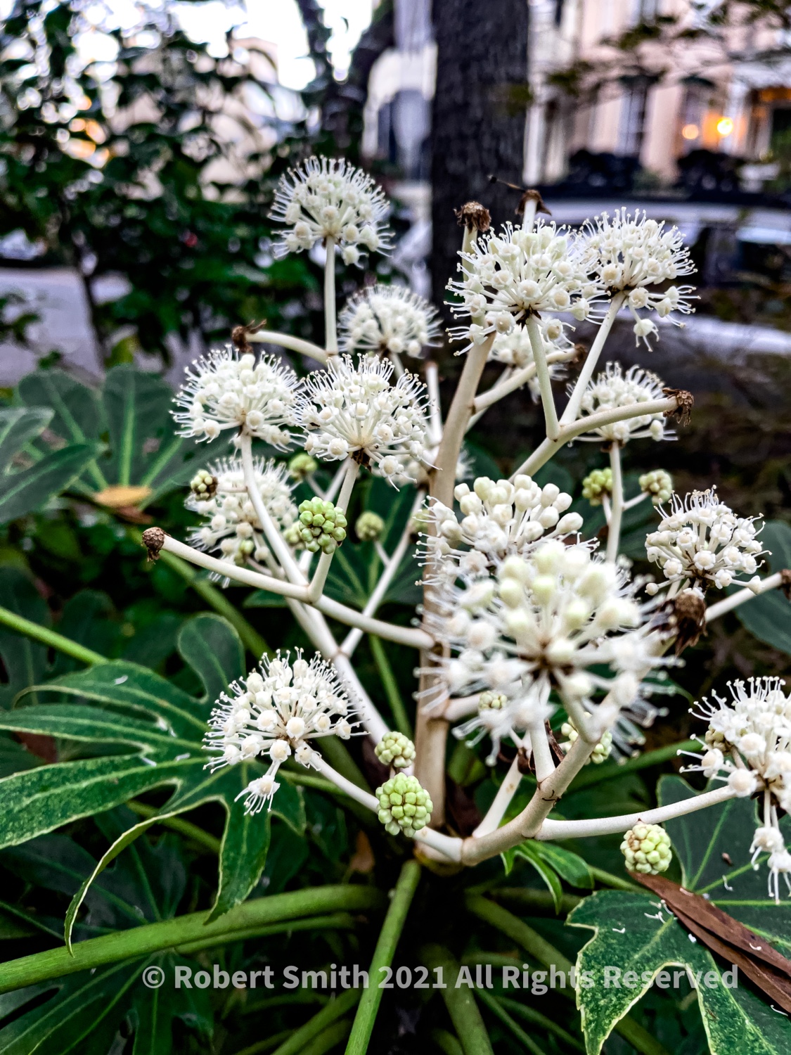 Friday Flowers: Japanese Aralia, Fatsia