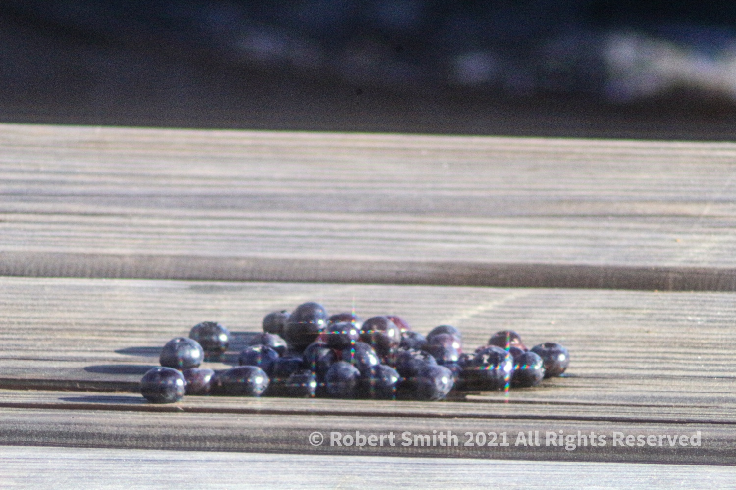 Wordless Wednesday: Blueberries on Table for Crows