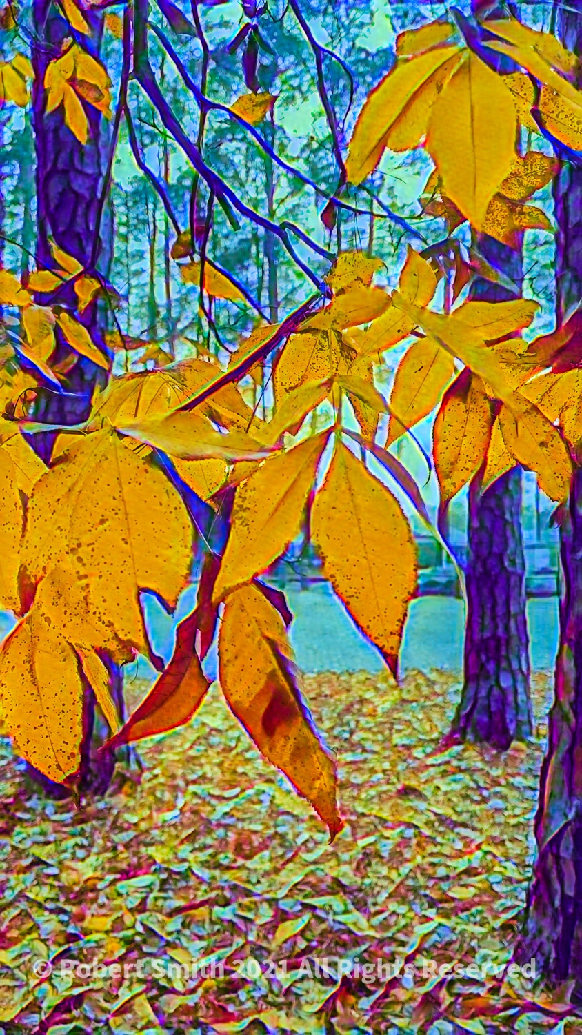 Silent Sunday: Yes, I’m holding on to Autumn