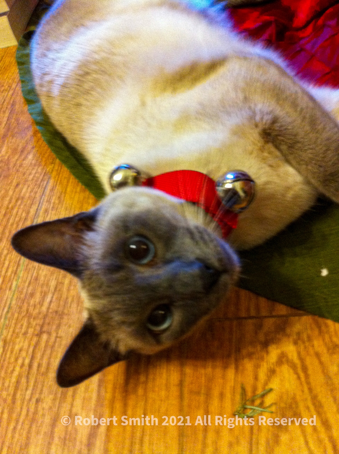 Benny at Christmas, Christmas Photo Challenge #6