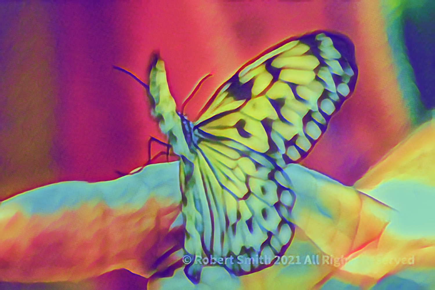 Silent Sunday: Flutterby Follies
