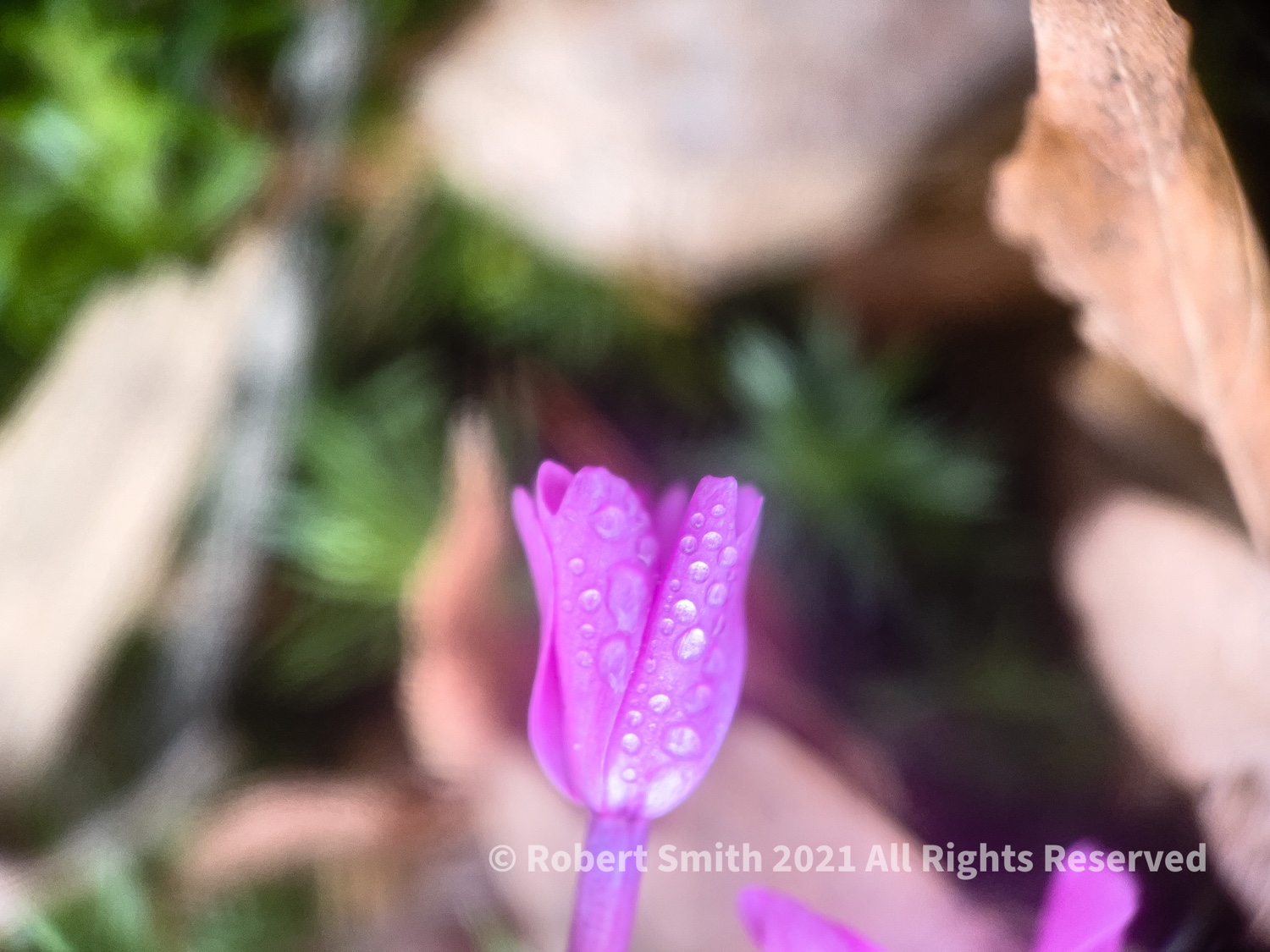 The Moment Macro: About to Bloom at Callanwolde