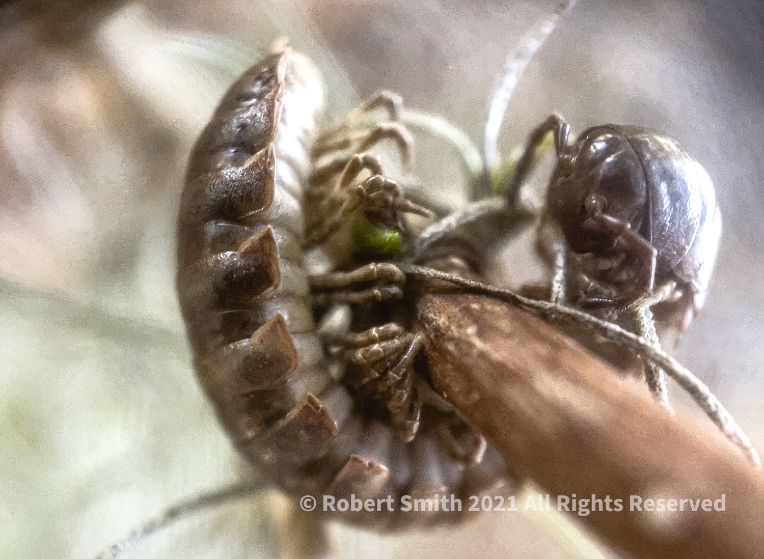 The Moment Macro: Millipede Monday