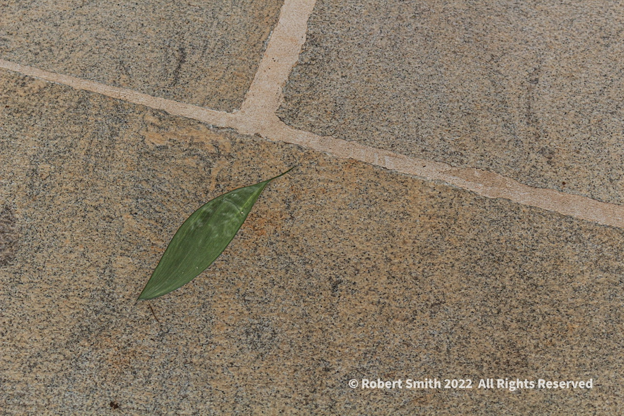 Flowers by Day, Week 2: Lone Leaf