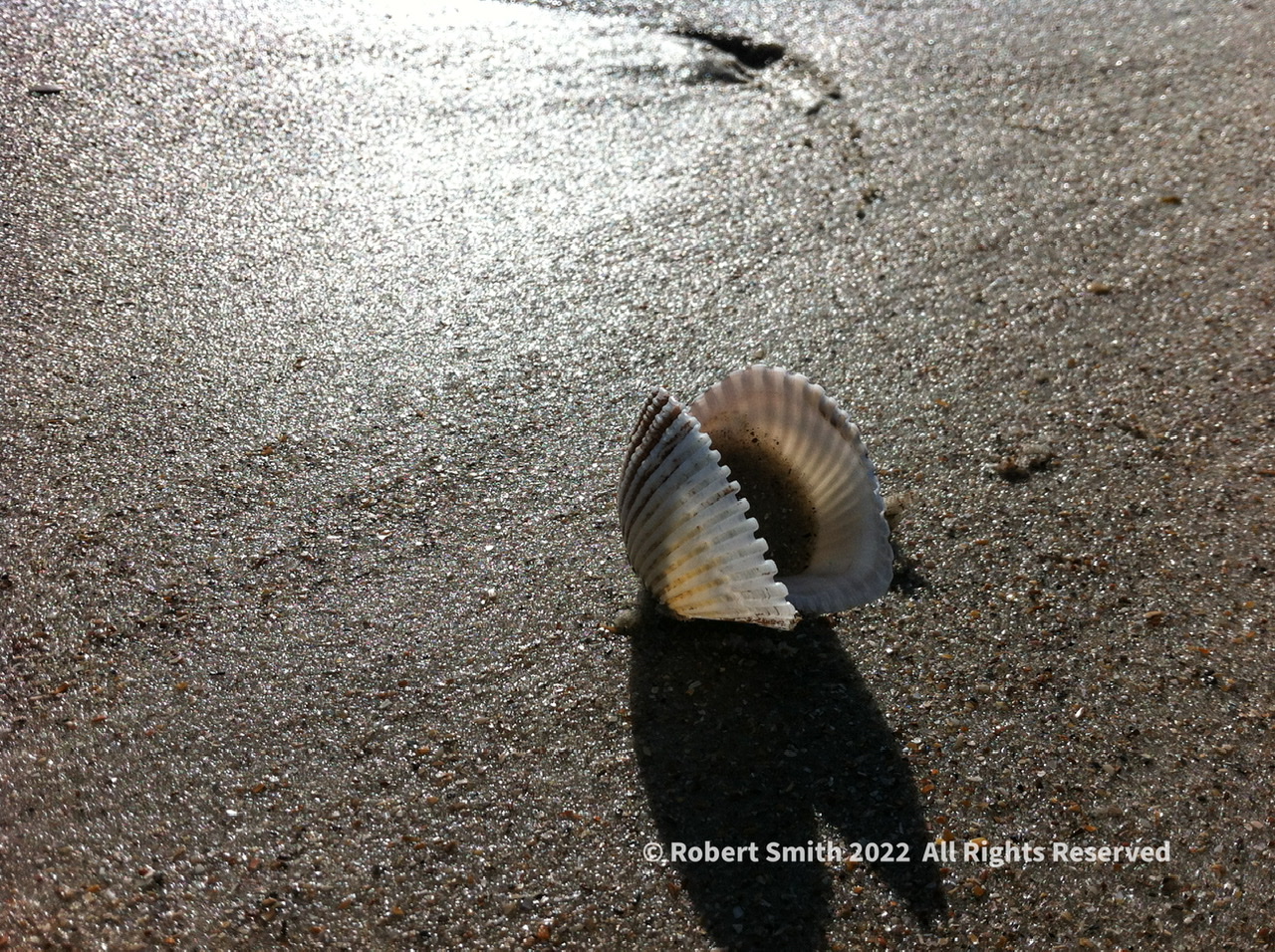 Wordless Wednesday: Alone on the Beach