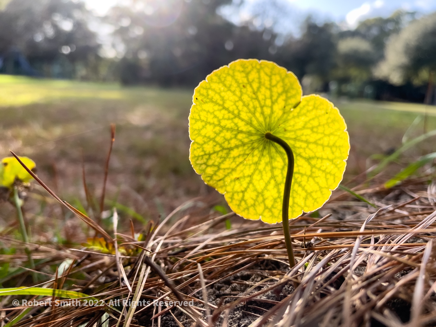 Sunday Snap Jan 2, 2022: Turn Towards the Sun