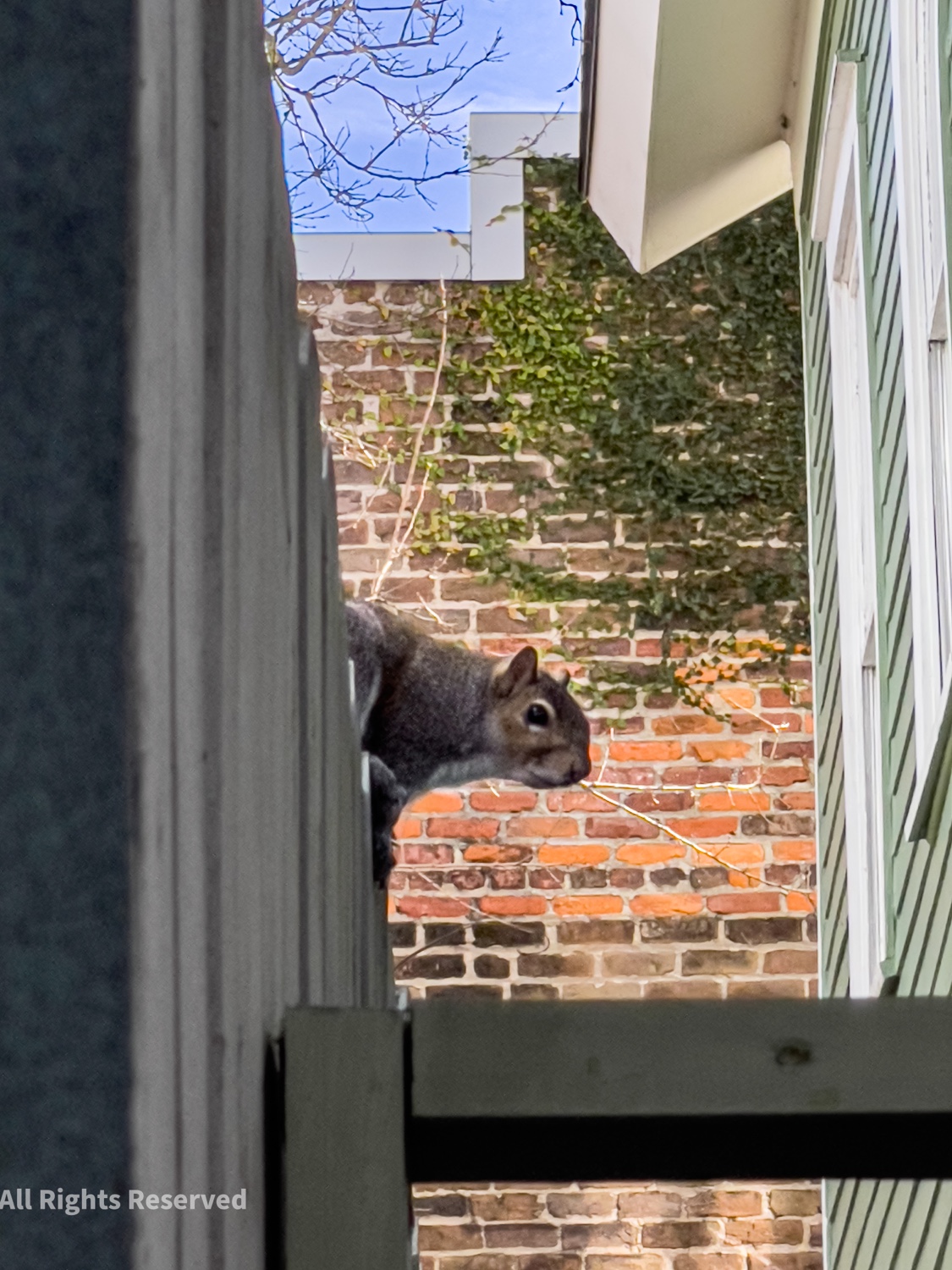 Sunday Snap Jan 9, 2022: Life on a Fence
