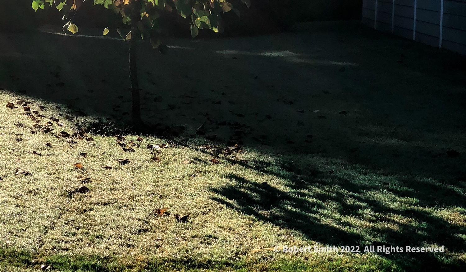 Back Yard Tree, Light and Shadow