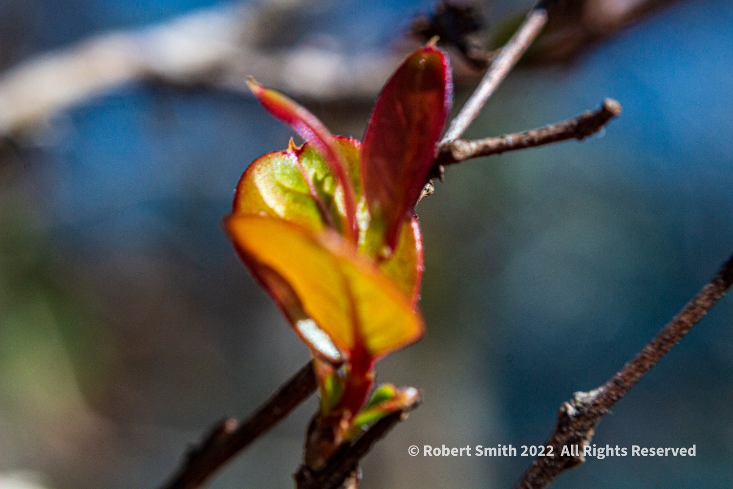Flowers by Day, Week 1: Beauty on the Branch