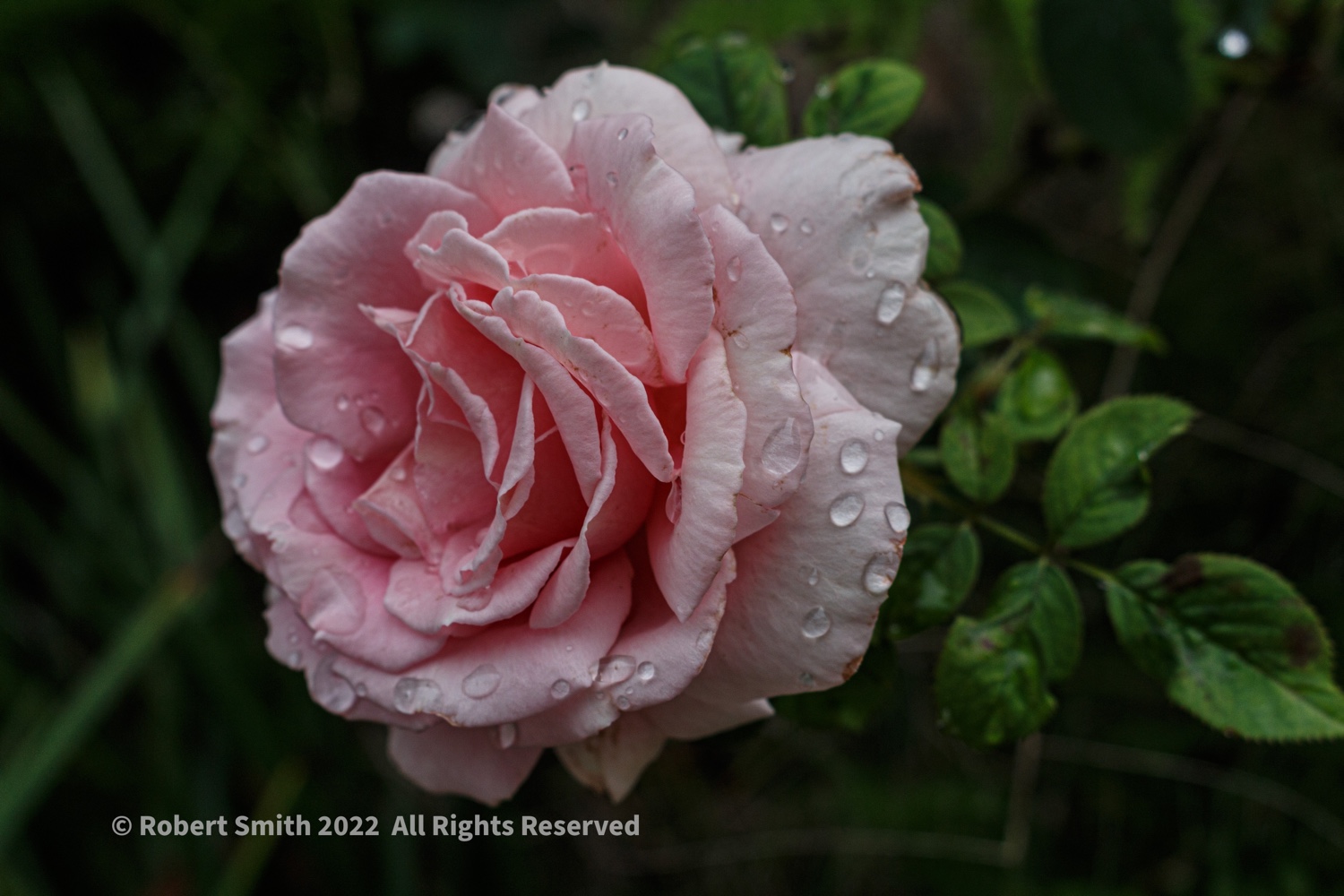 Silent Sunday: A Rose Is!