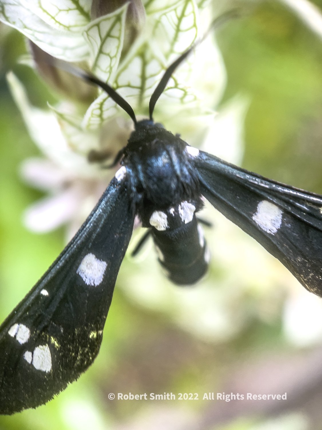 The Moment Macro: Polka-dot Wasp Moth