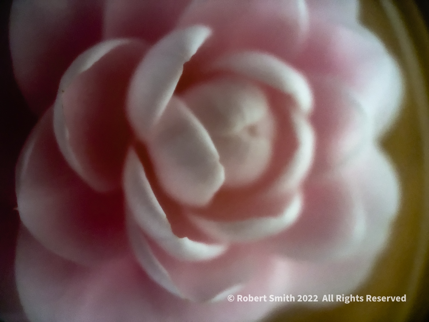 The Moment Macro: Soft Light Camellia