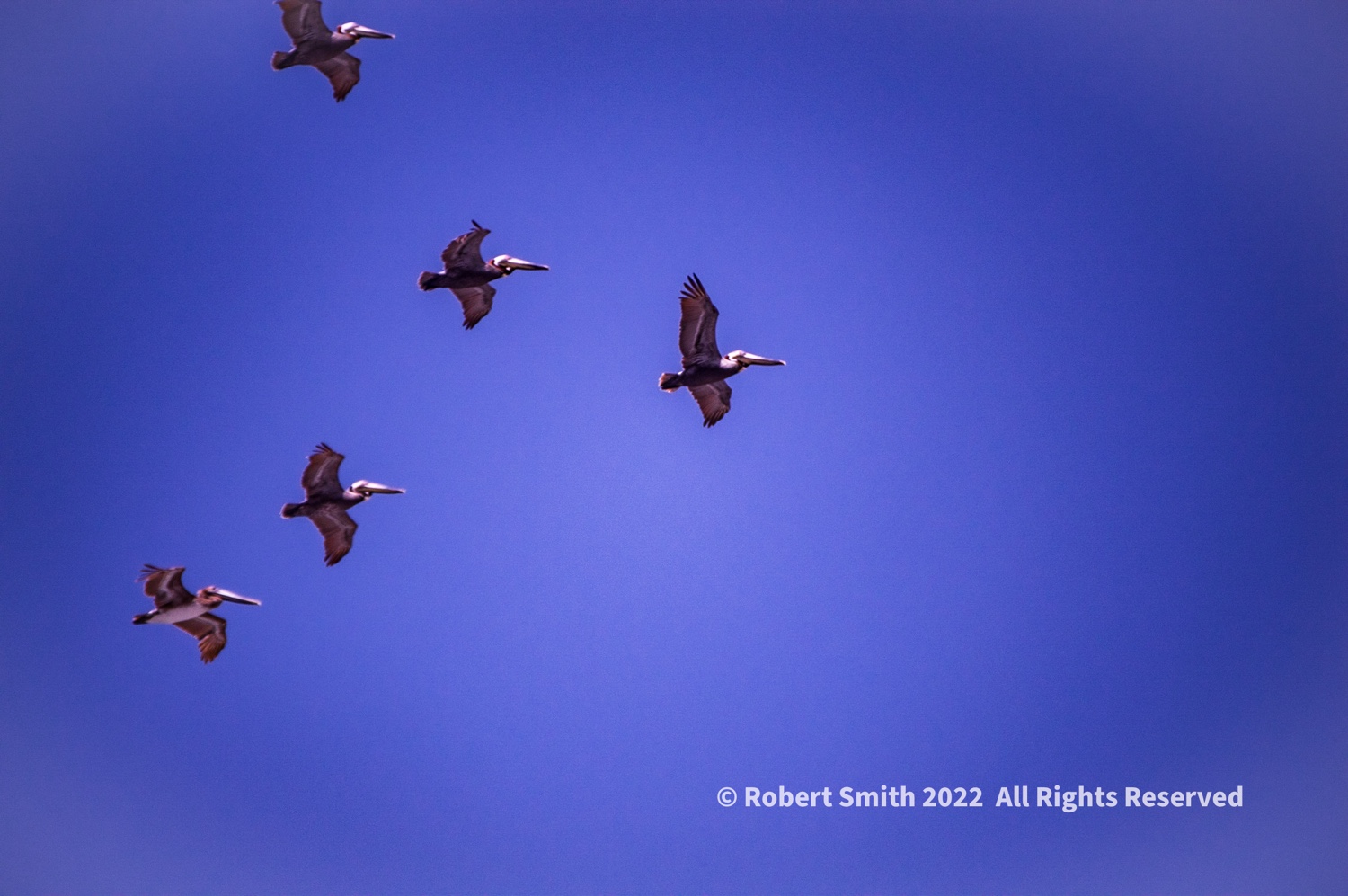 Silent Sunday: Soar Above