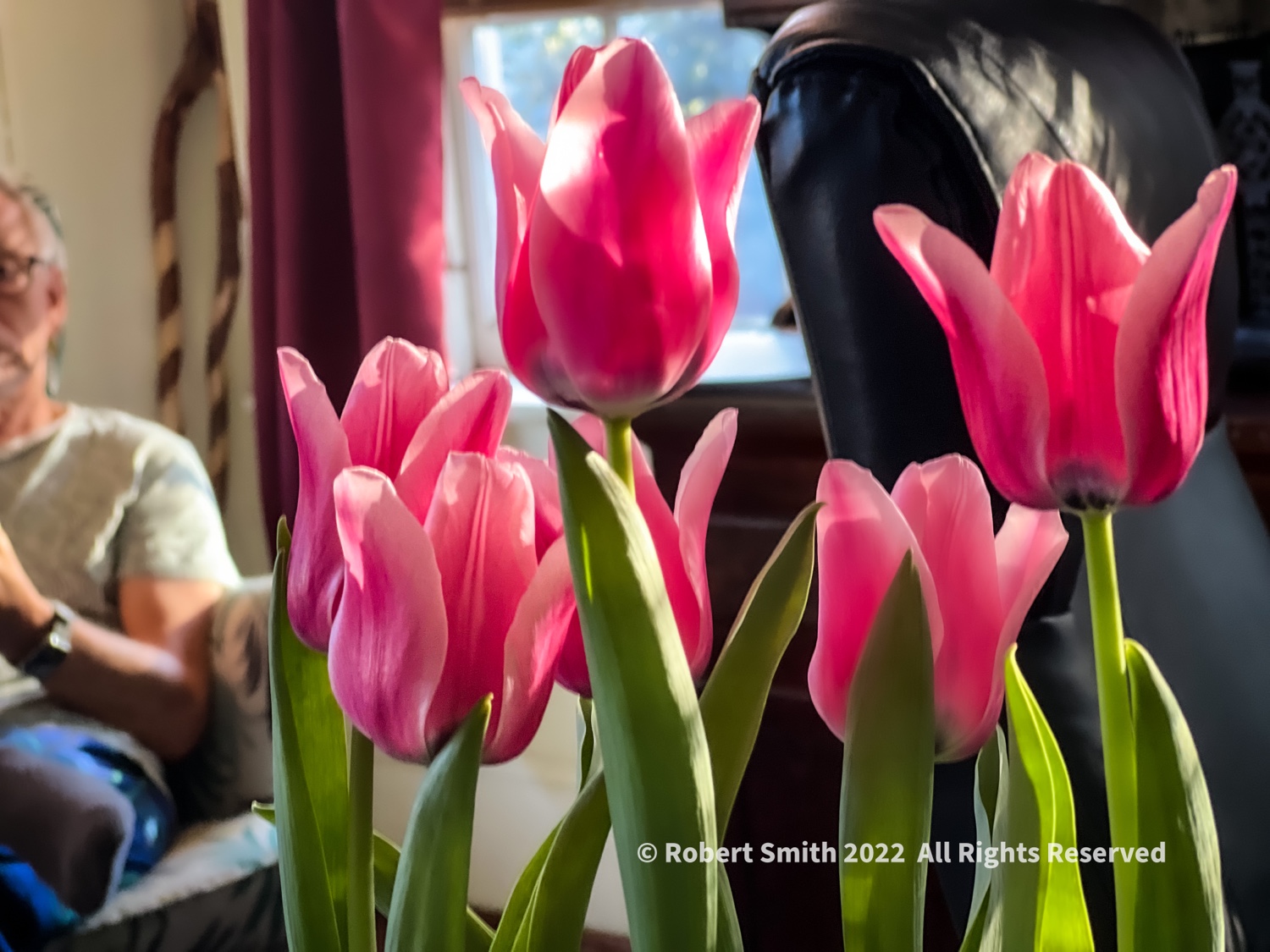 Sunday Snap Feb 20, 2022: Tulips in the Morning