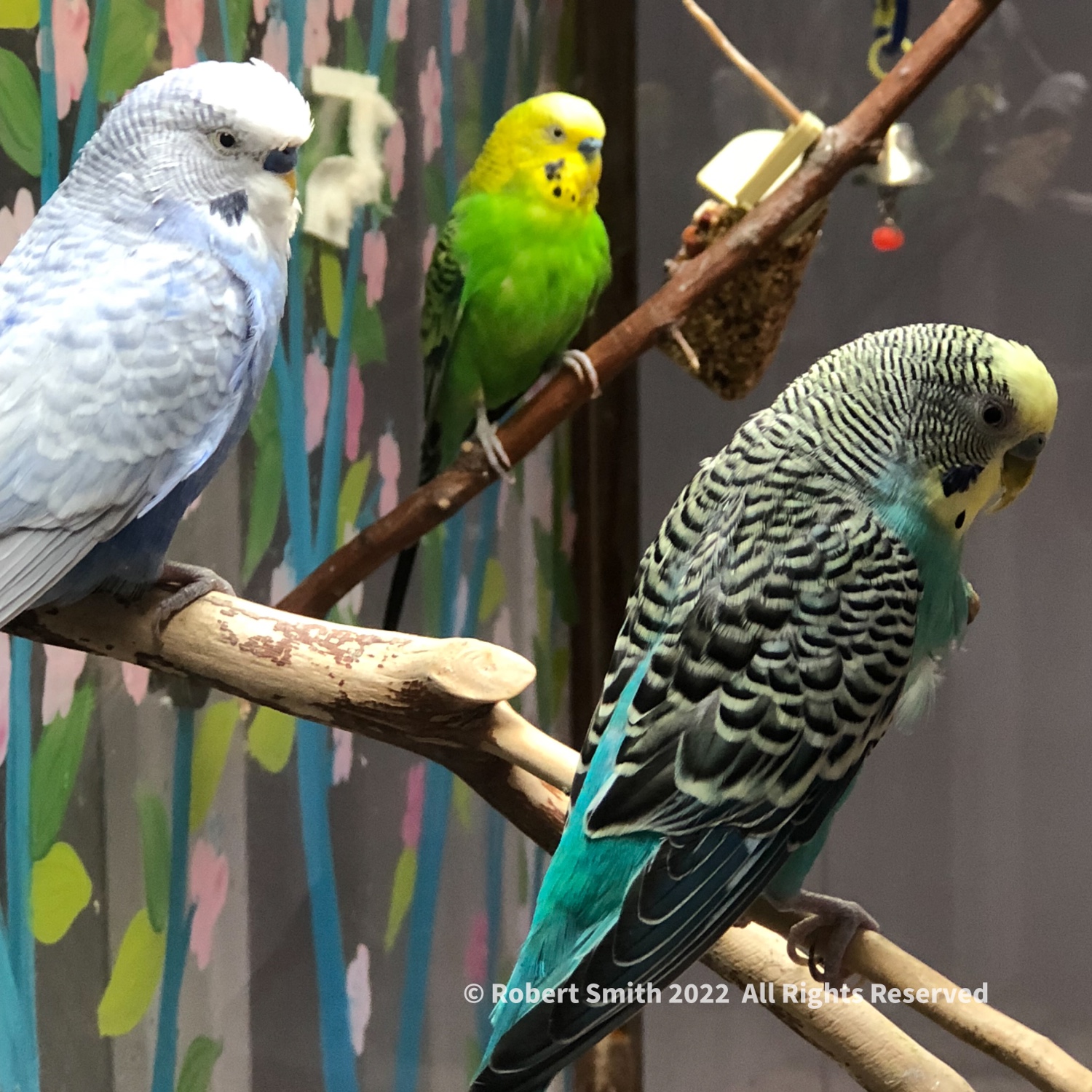 Odd Square Parakeet Trio