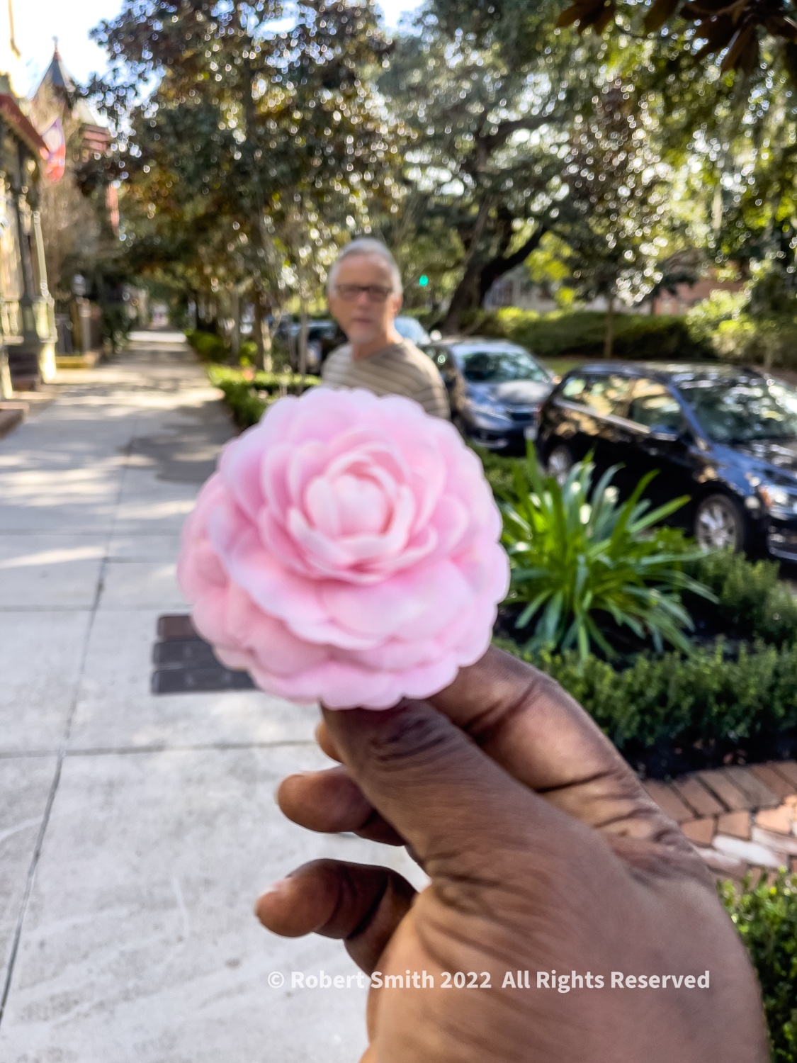 Flowers by Day, Week 5: Camellia Marveling