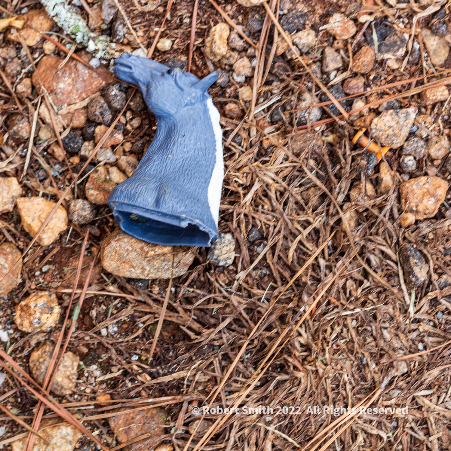 Wordless Wednesday: Horse Head at Watson Mill Bridge State Park – Odd Square
