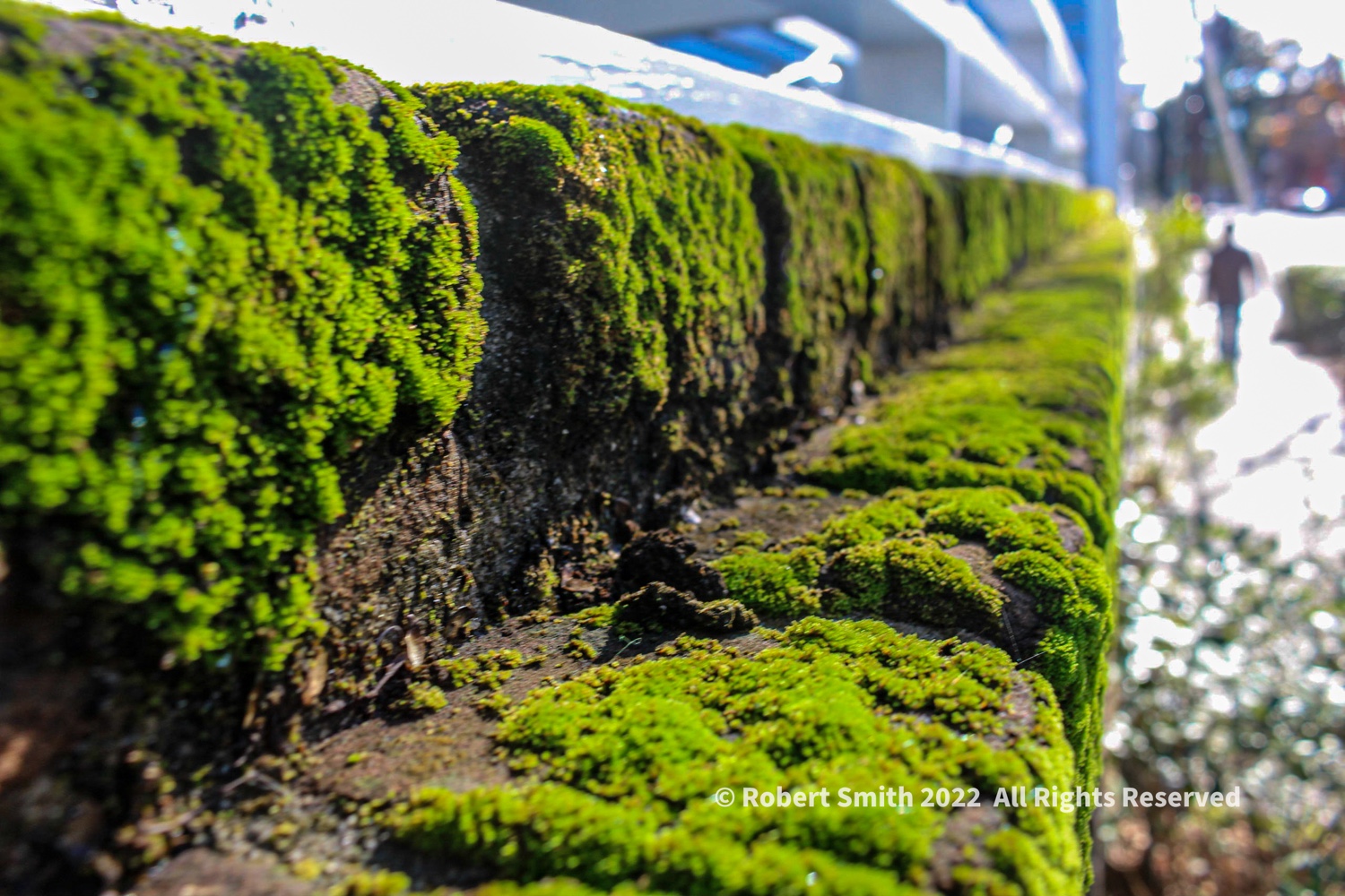 Silent Sunday: Moss on Wall