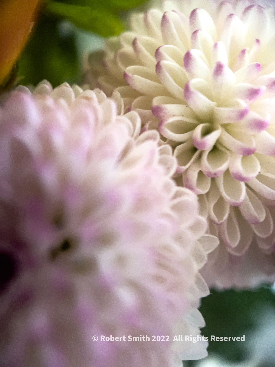 The Moment Macro: Tiny Chrysanthemum