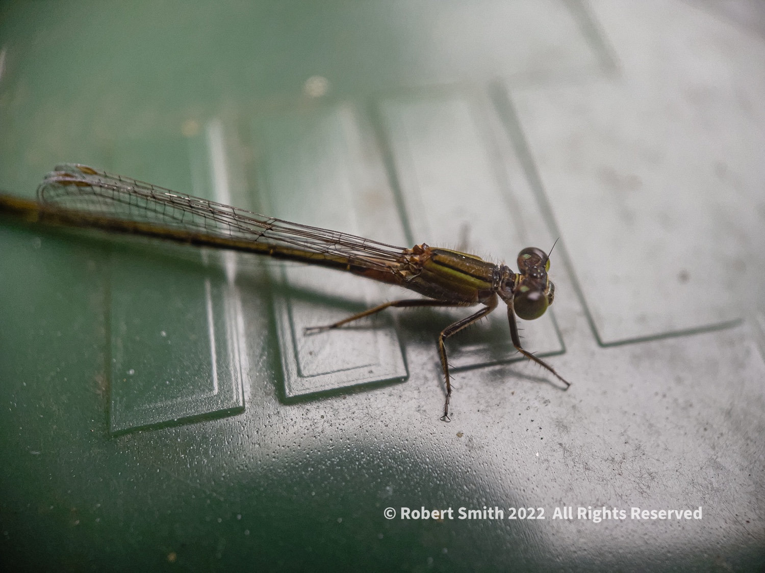 The Moment Macro: Tiny Dragonfly