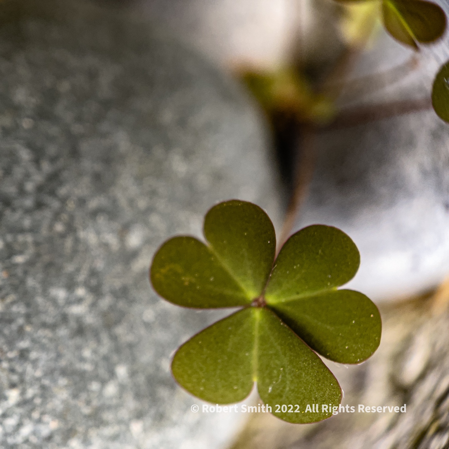 Odd Square Tuesday, Lucky Clover